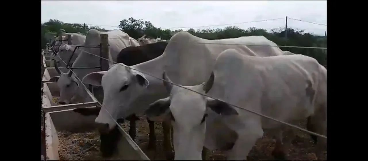 Ótima Estrutura Numa Área 5 hectares.100% Aproveitável..Aceita veículo/imóvel.. - Foto 10