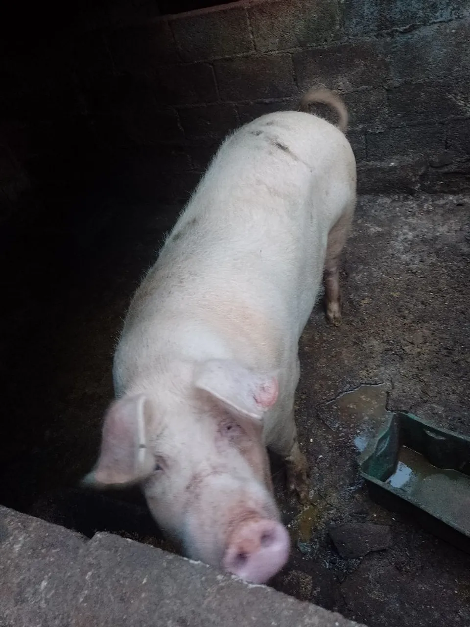 Vendou ou troco porca