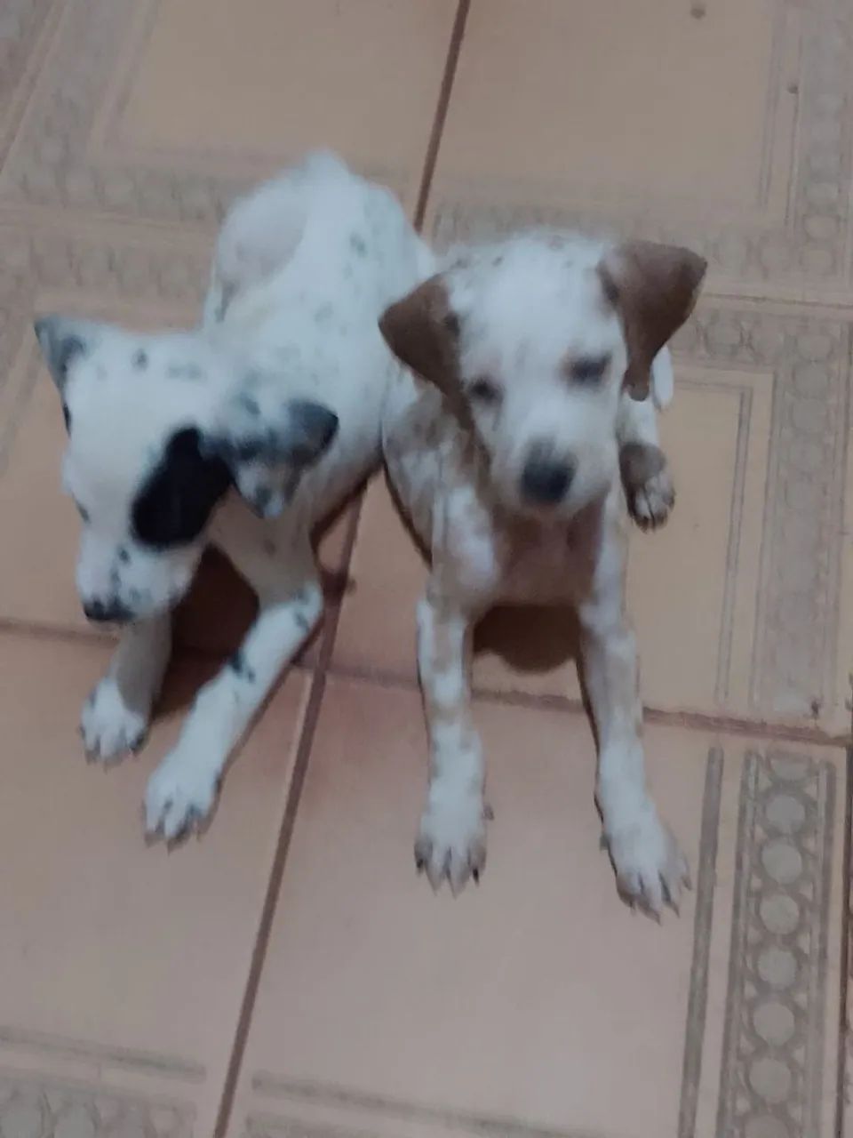 Dois filhotes de cachorro - Foto 5