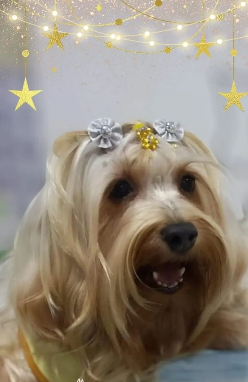 Yorkshire Terrier fêmea