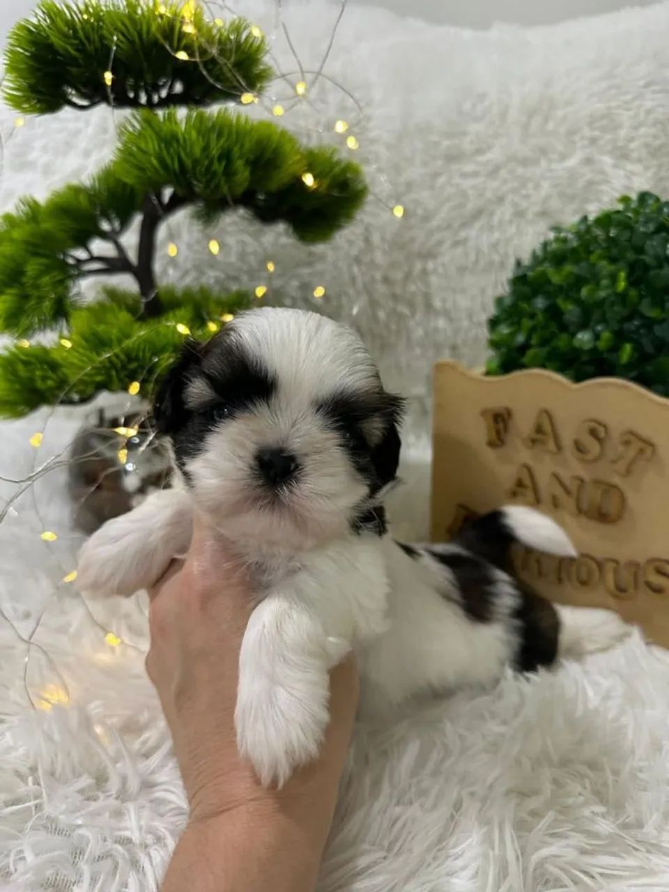  Shih Tzu disponível tricolor 
