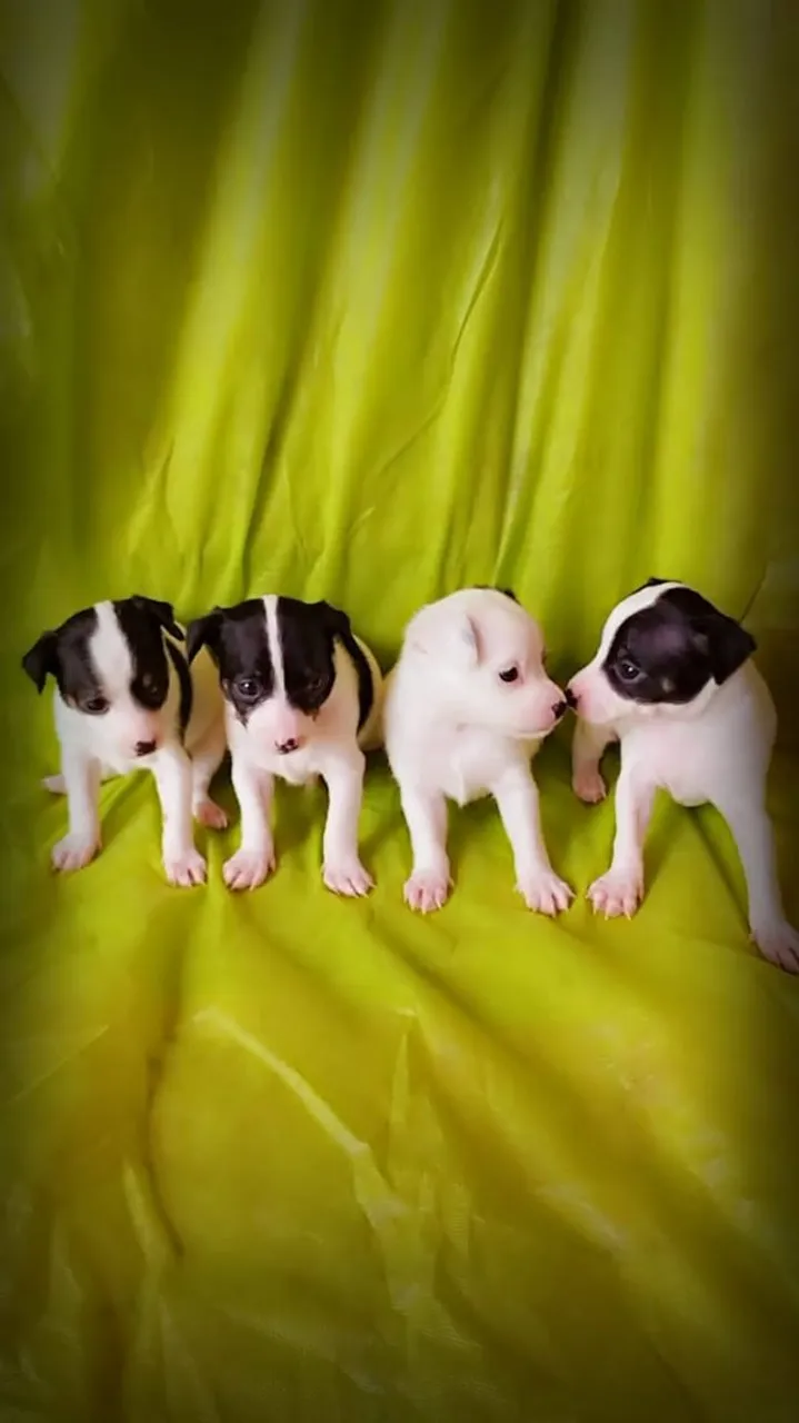 Vendo Filhotes de Pinscher