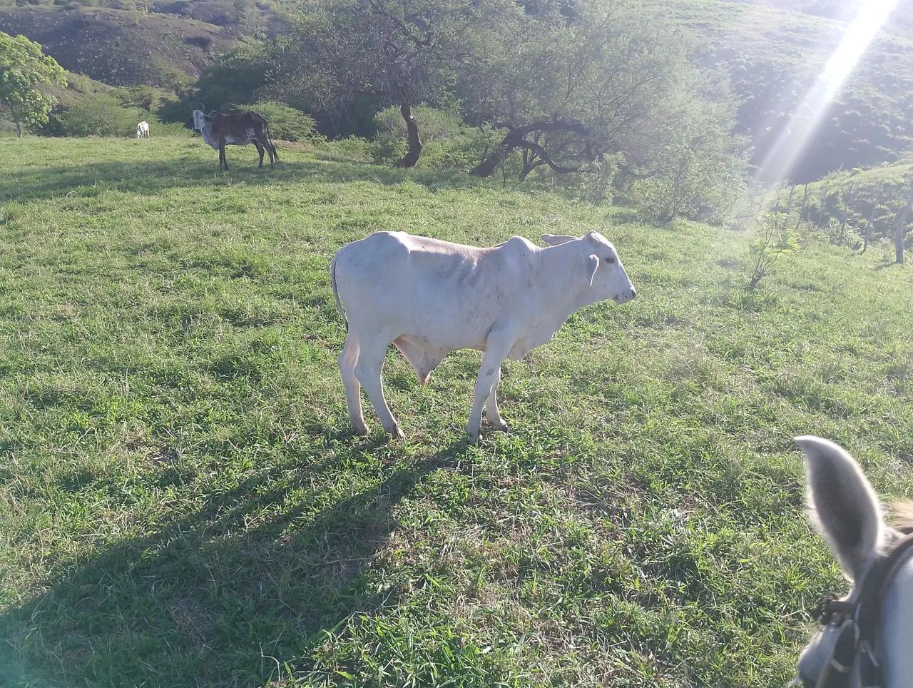Tabanel de primeira tá com 1ano e 1 mês. - Foto 4