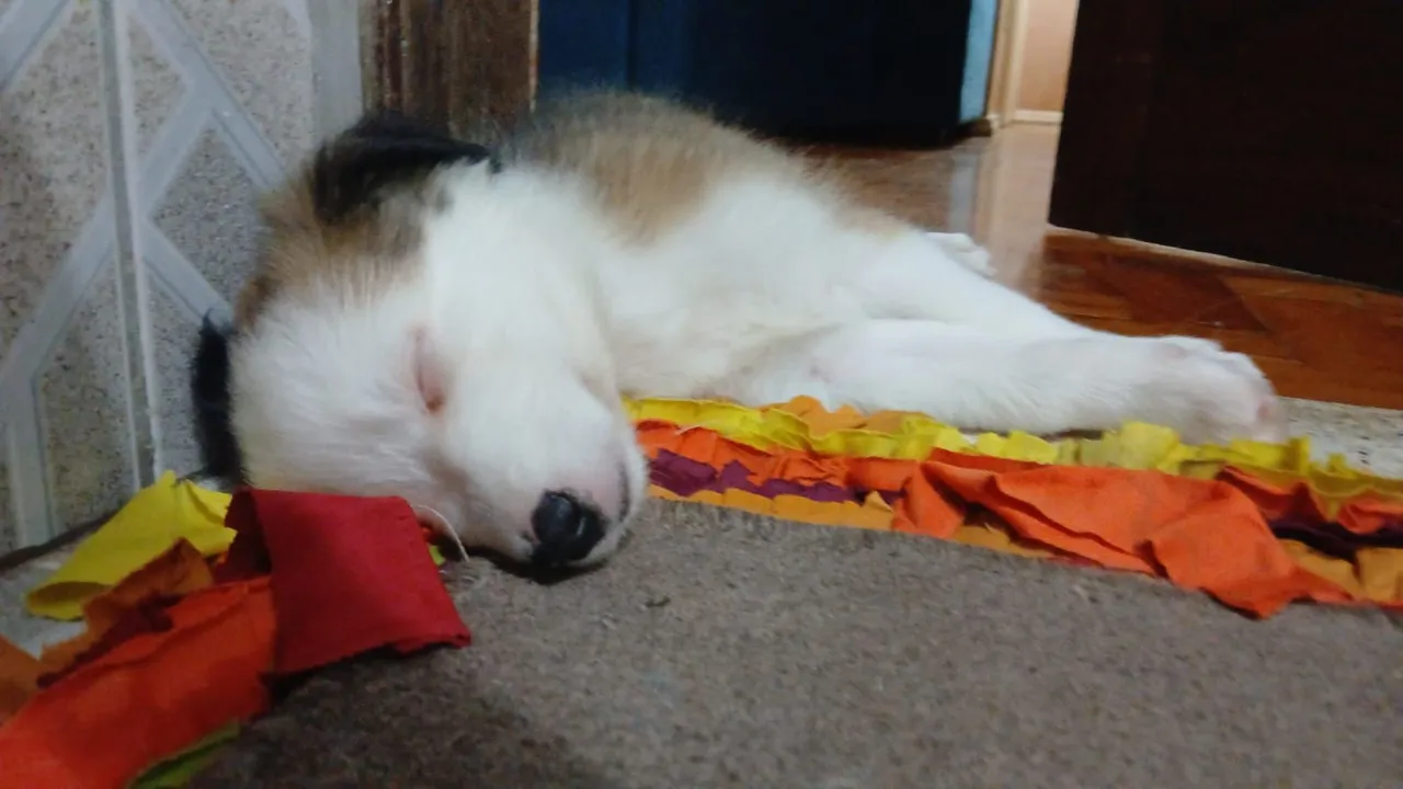 Vendo Lindos filhotes de bodercollie raça pura