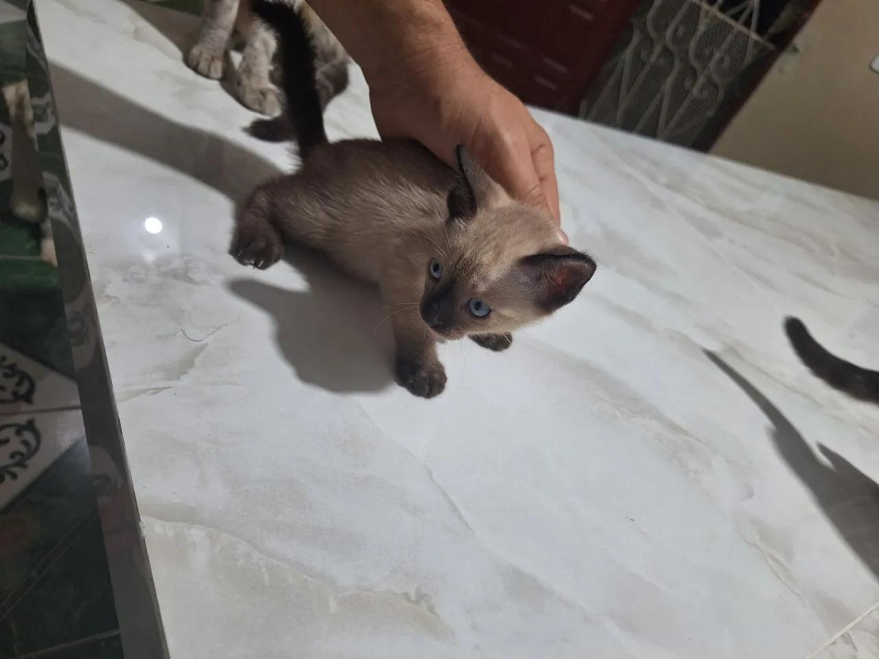 Filhote de gato siamês fêmea