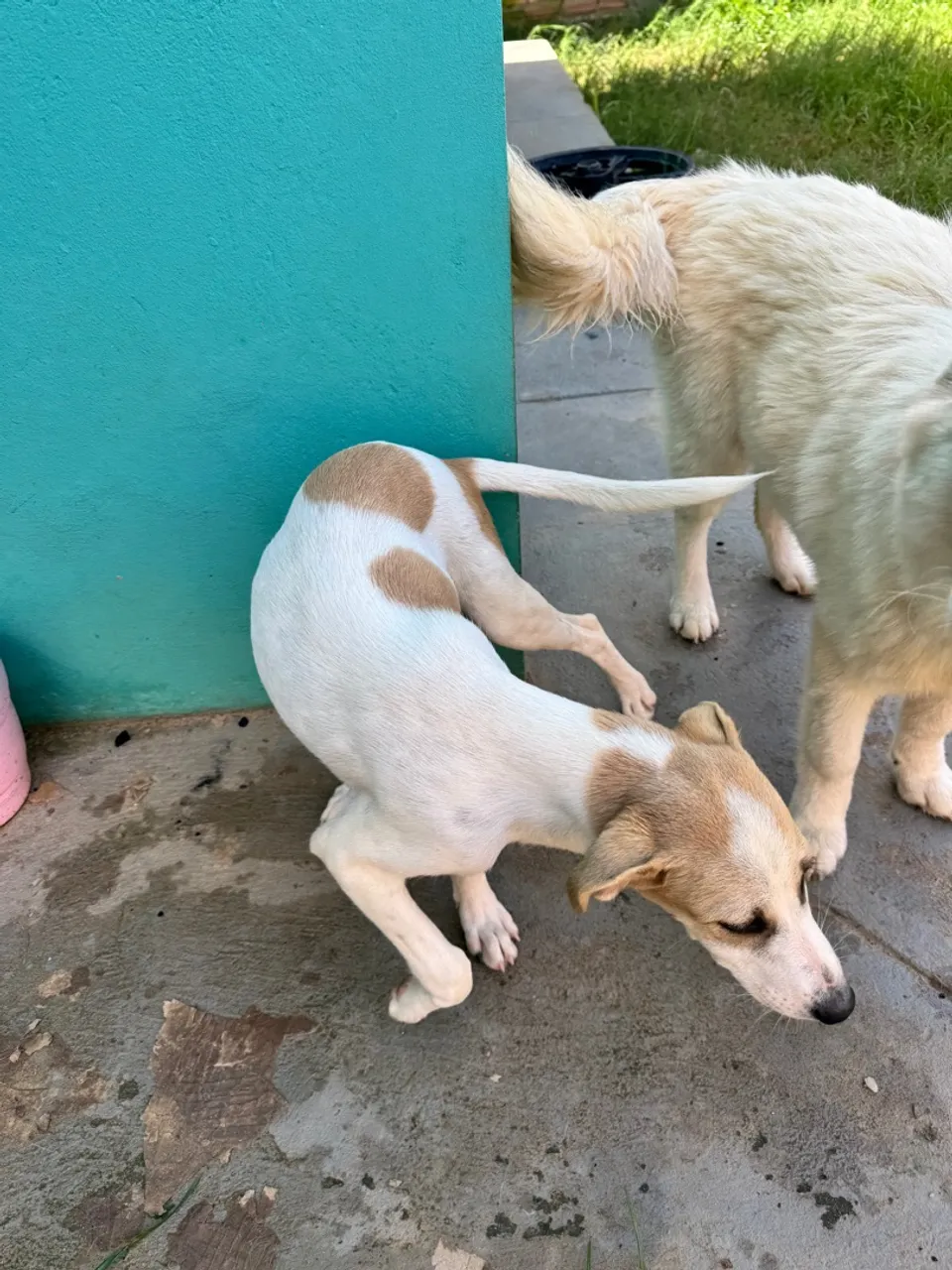 Doa-se cachorrinha