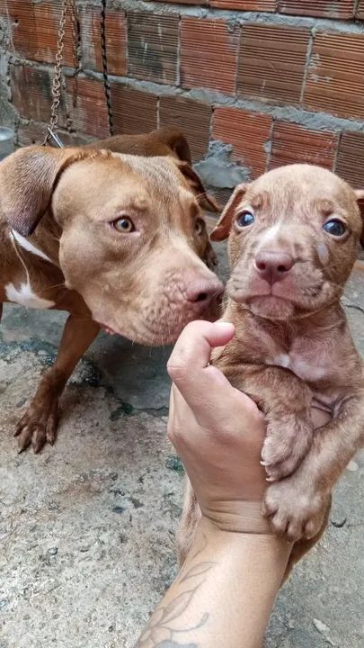 Filhotes de Pitbull  - Foto 6