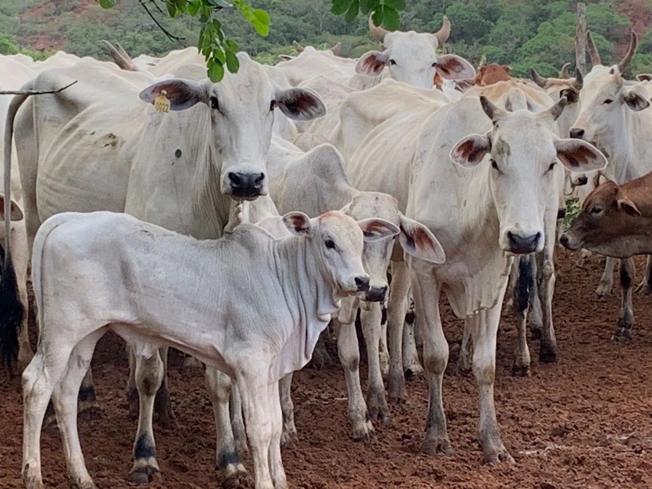 Vende-se gado Nelore 