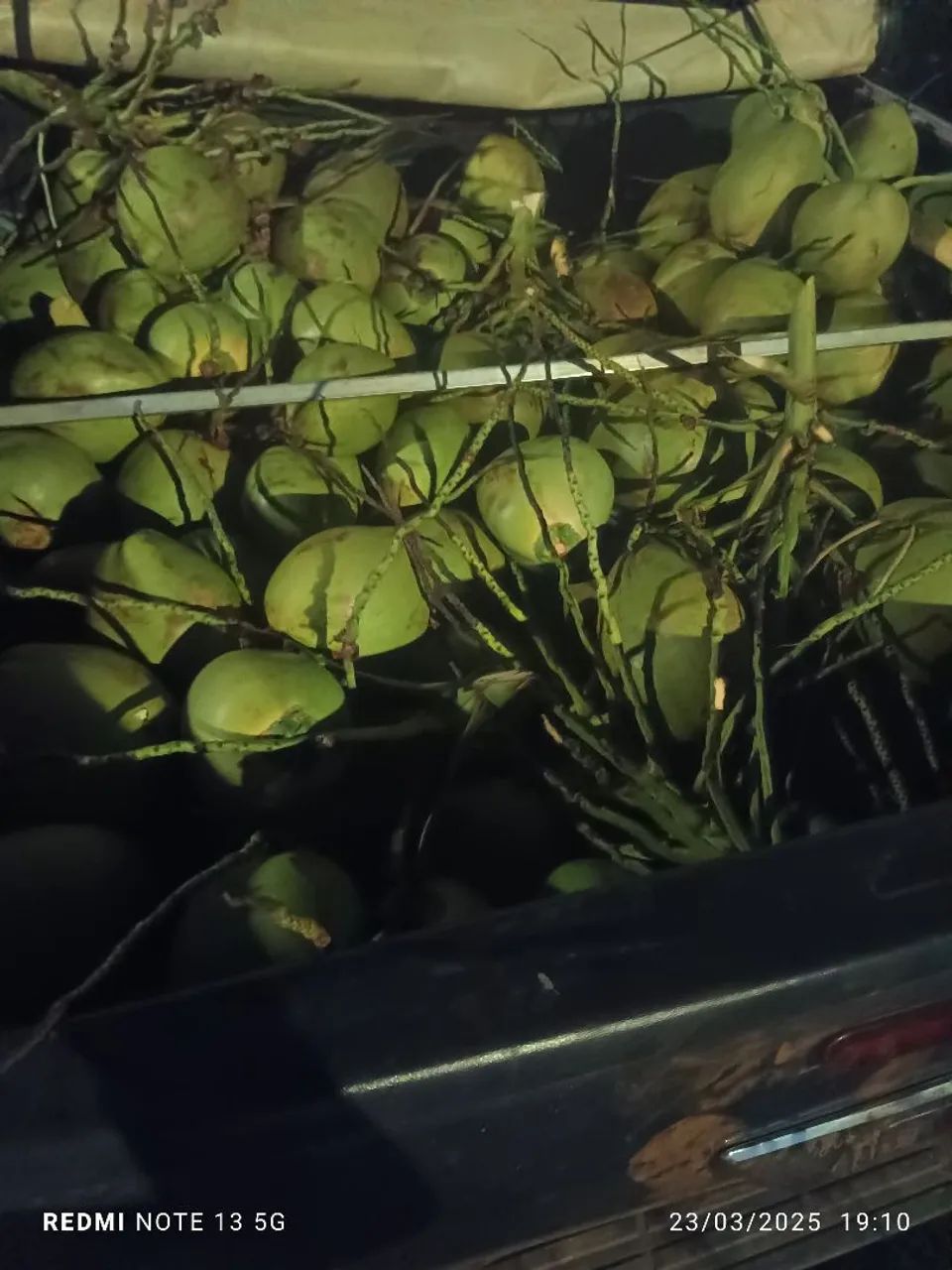 Cocos Verdes Frescos - Direto da Produção