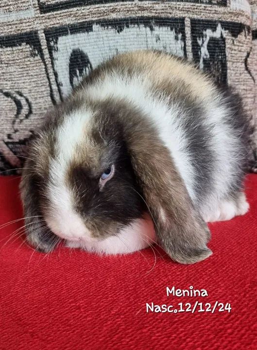 Coelhinho Mini Lop -Linhagem URUGUAIA LEIA  - Foto 2
