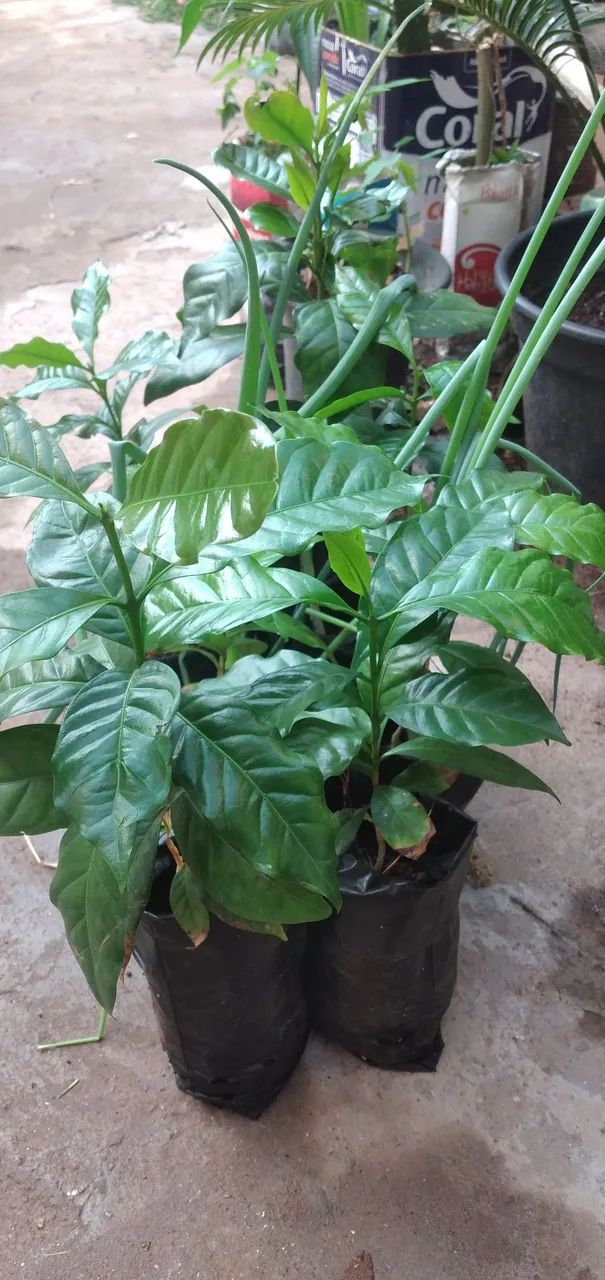 Mudas cafe64313659508865122