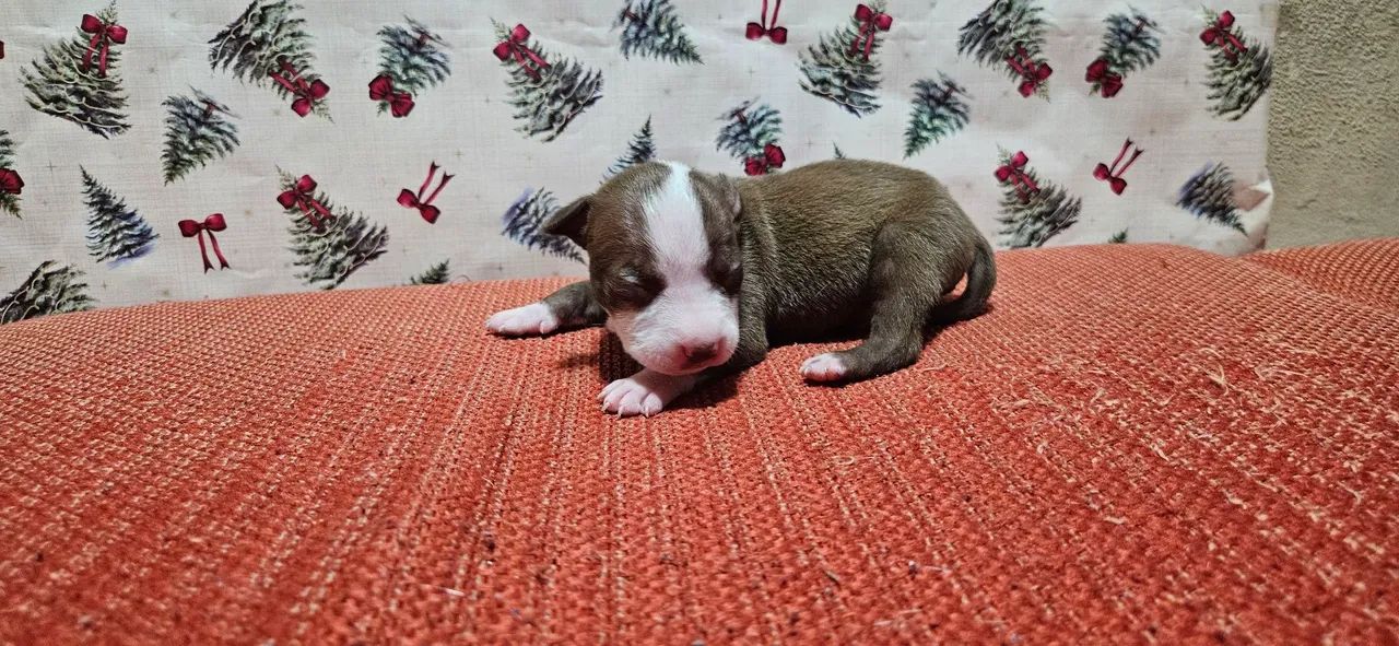 Filhote de pitbull red nose - Foto 6