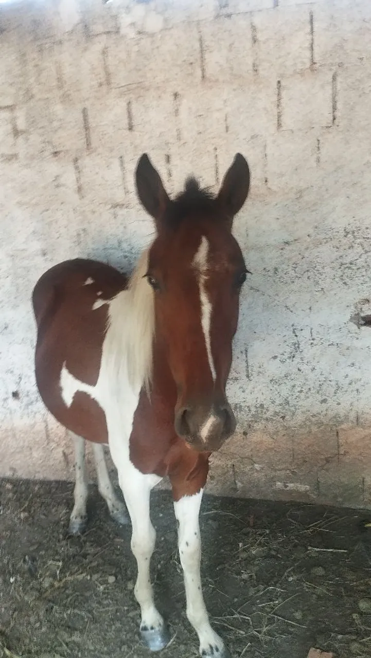 Potro 1 ano e 4 meses
