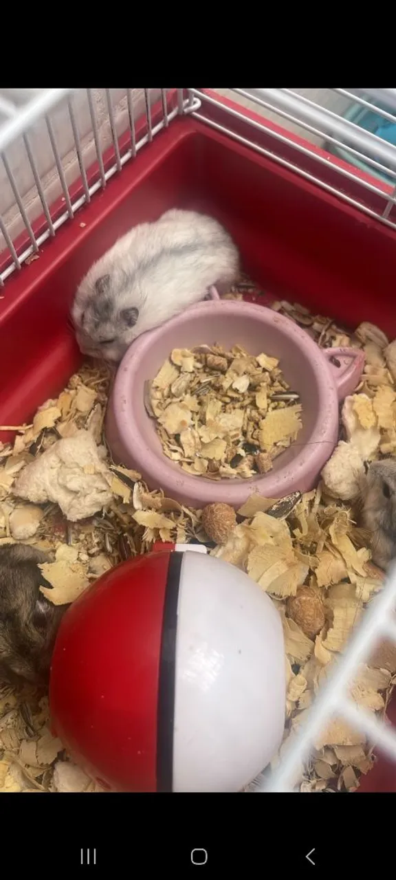 Hamster a venda