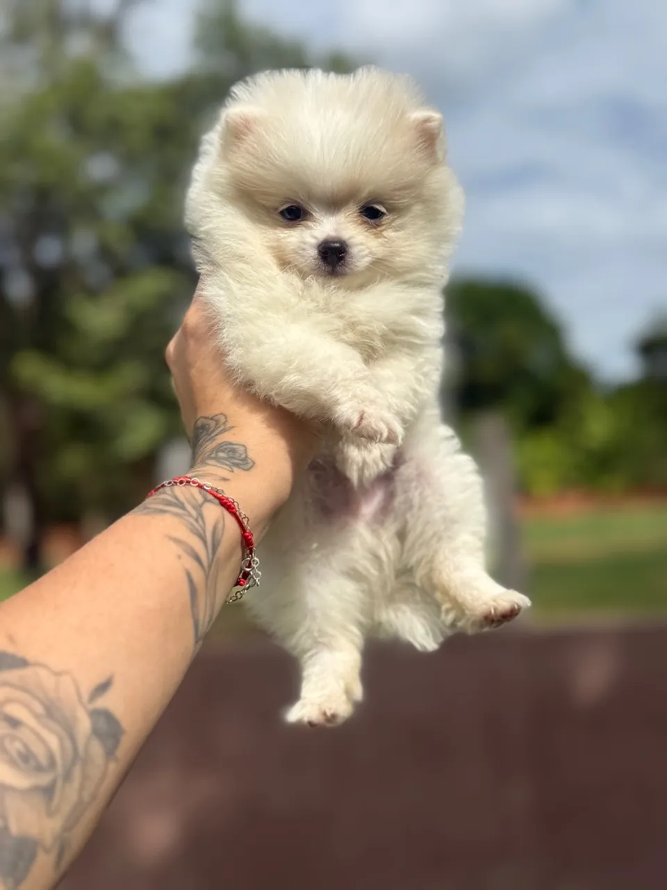 Filhote de Spitz Alemão Branco anao- Pelúcia de 4 Patas