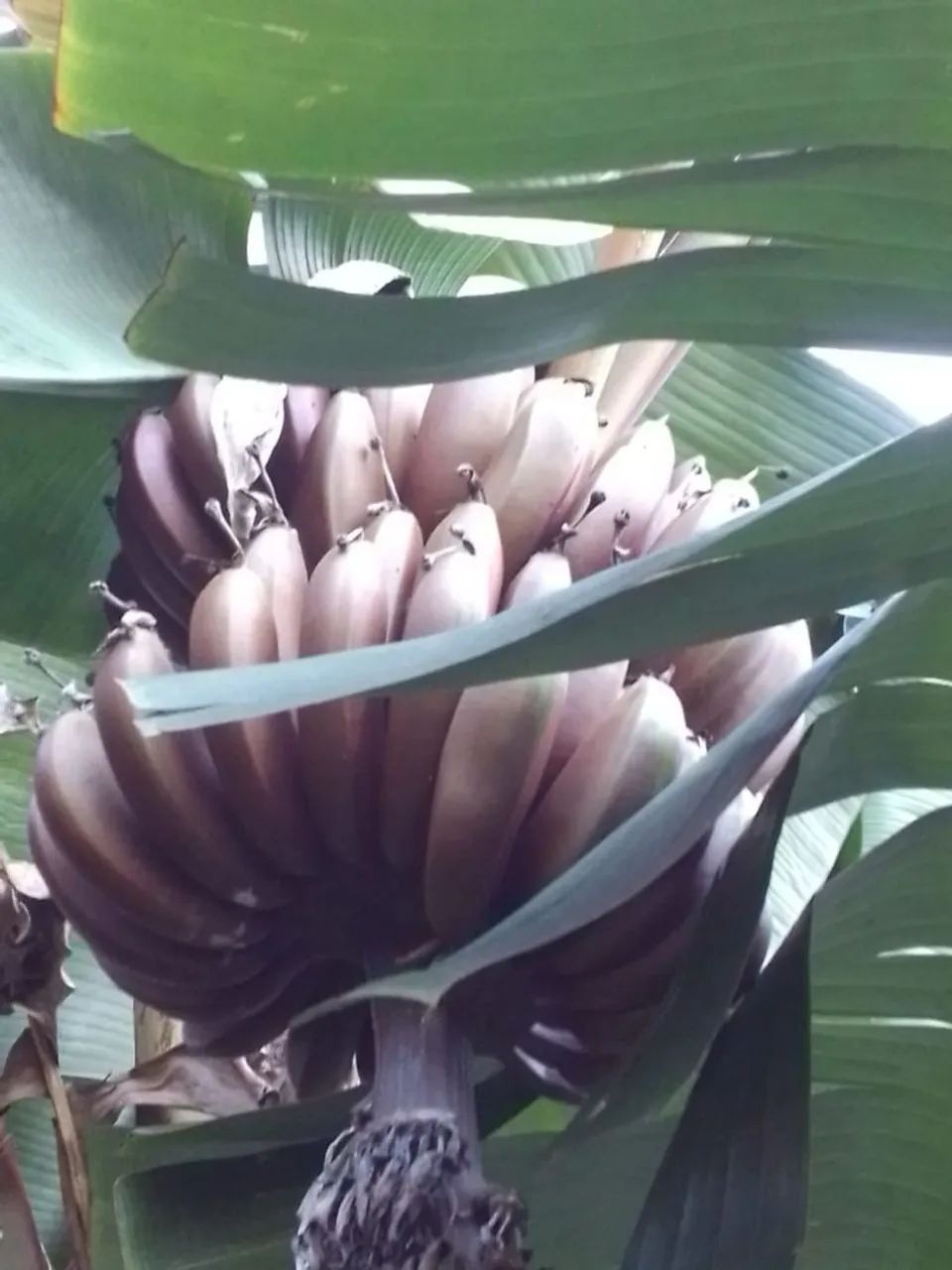 Mudas de bananas  - Foto 2