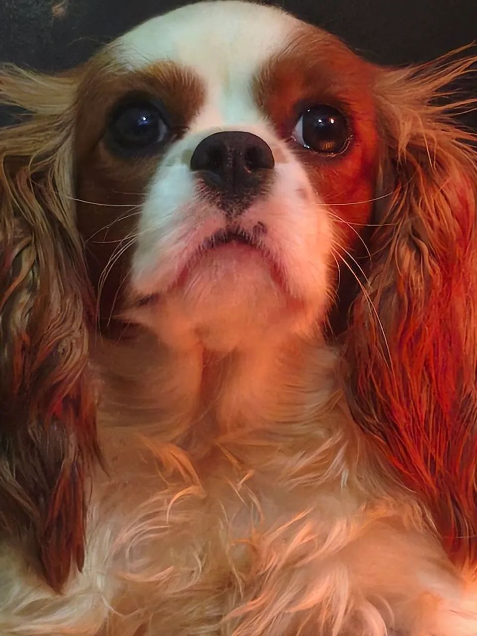 Red Cavalier King Charles Spaniel Cavalier King Charles Spaniel