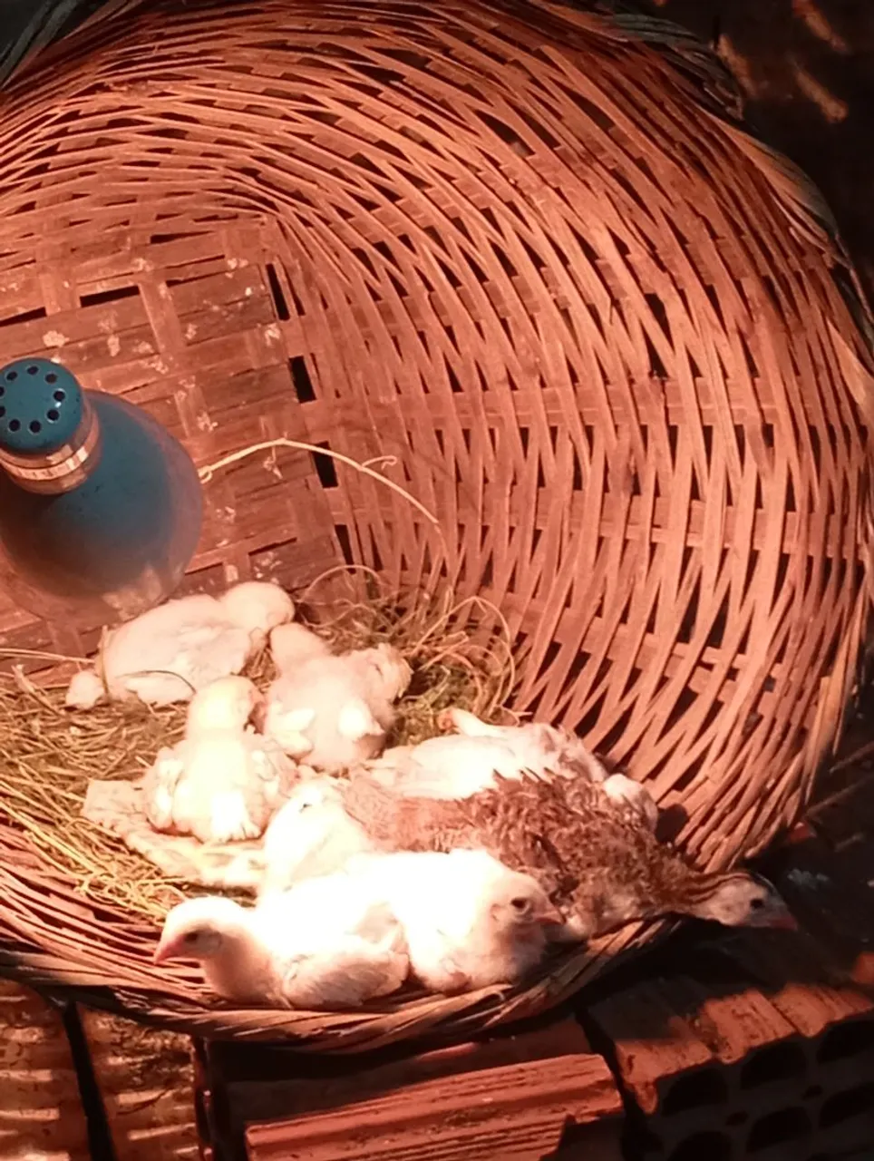 Pintinhos