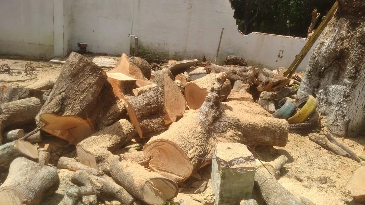 Cortes de Árvores em geral  - Foto 5