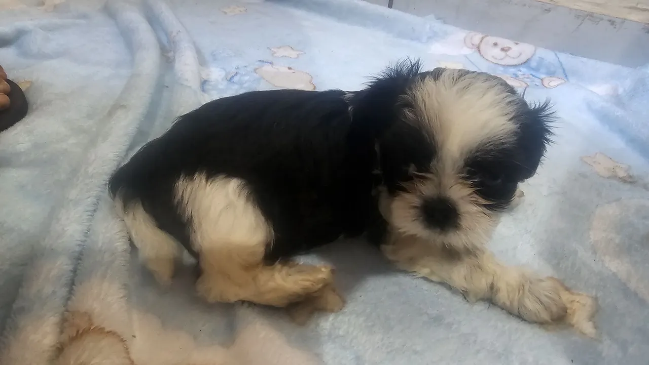 Filhote Shih Tzu