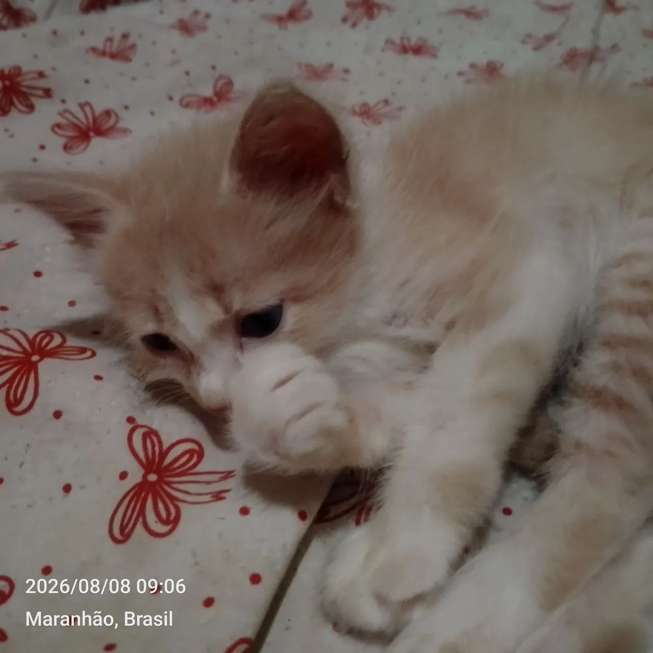 Gata - Foto 2