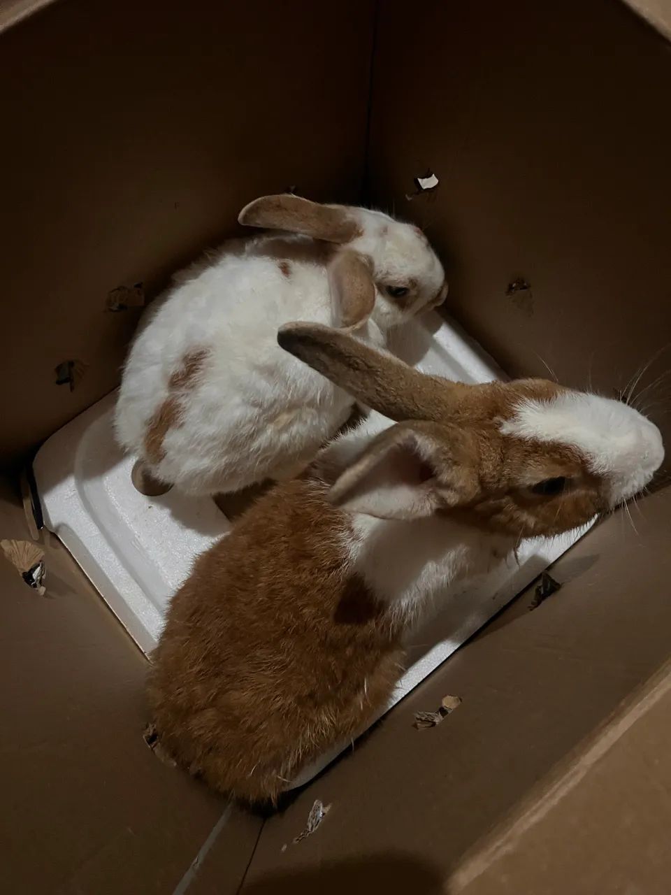 Casal de coelhos  - Foto 3