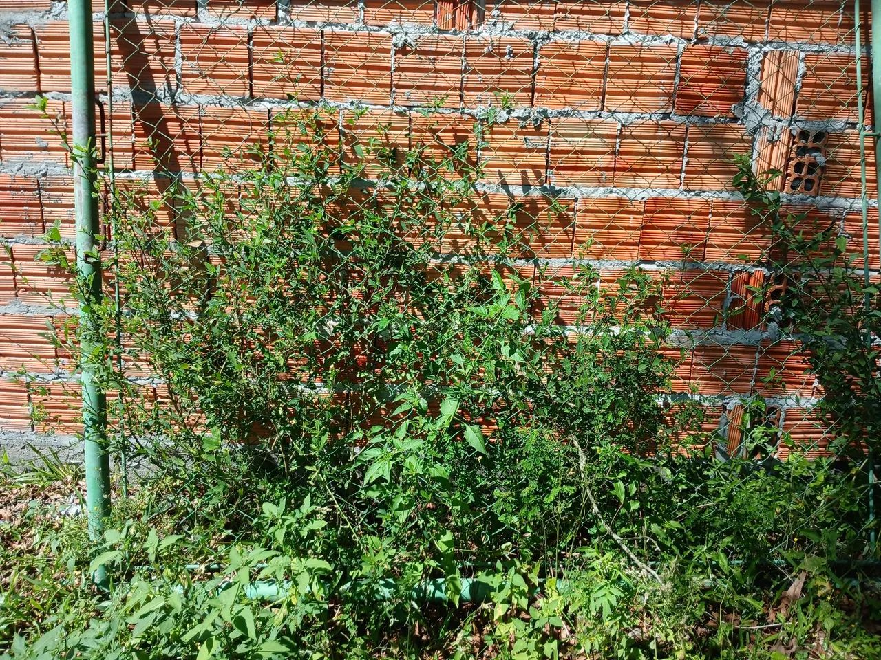 Vendo portão  - Foto 2