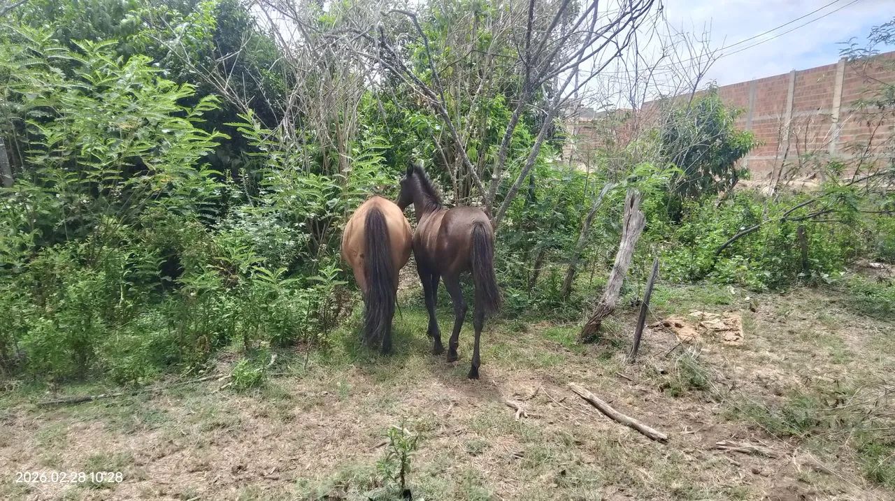 Porda mestiça  - Foto 2