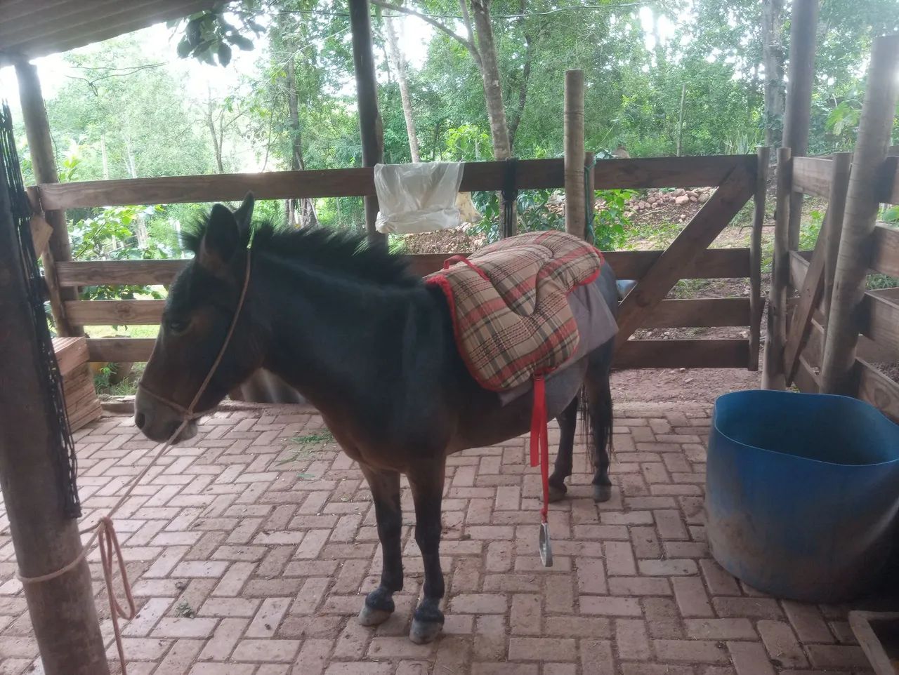 Mini Mula mansa - Foto 2