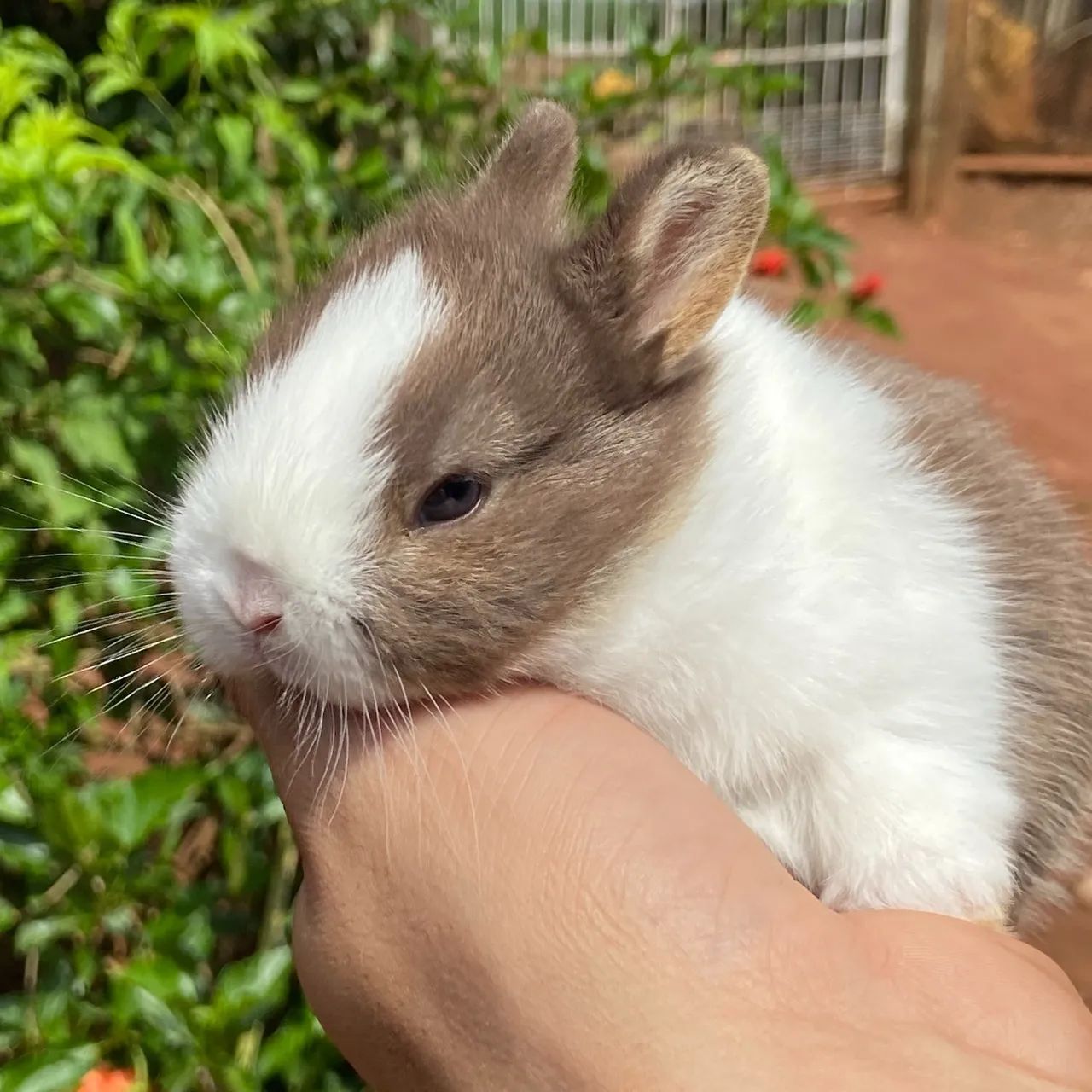 Mini coelhos - Foto 3