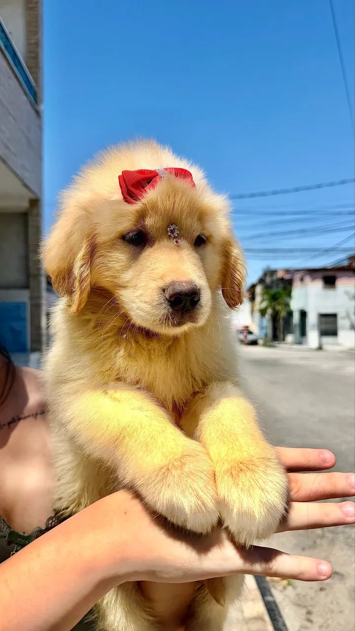 Golden Retriever  - Foto 2