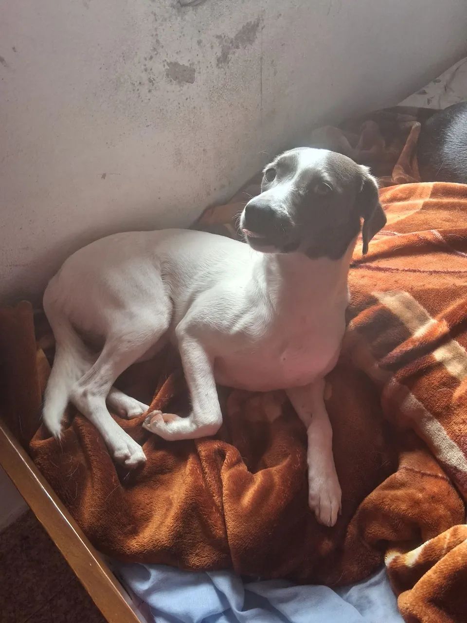 Doação cachorrinha pit bul com srd