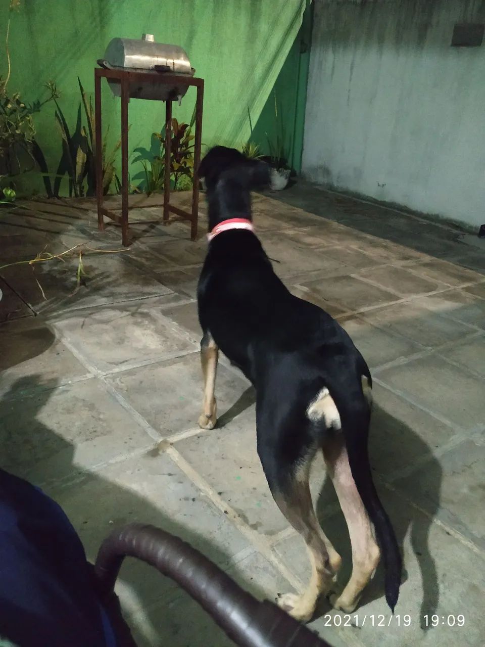Cadela para Adoção - Foto 3