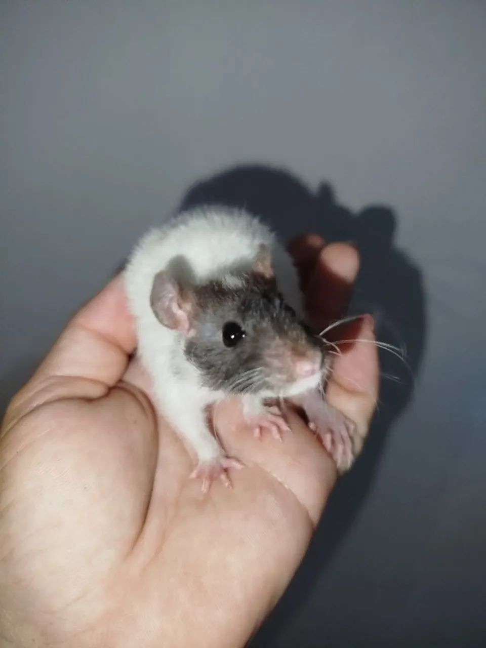 Rato Twister pet <3  - Foto 3