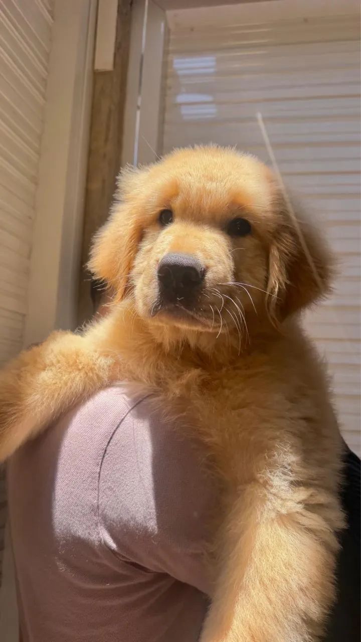 Golden  - Foto 4