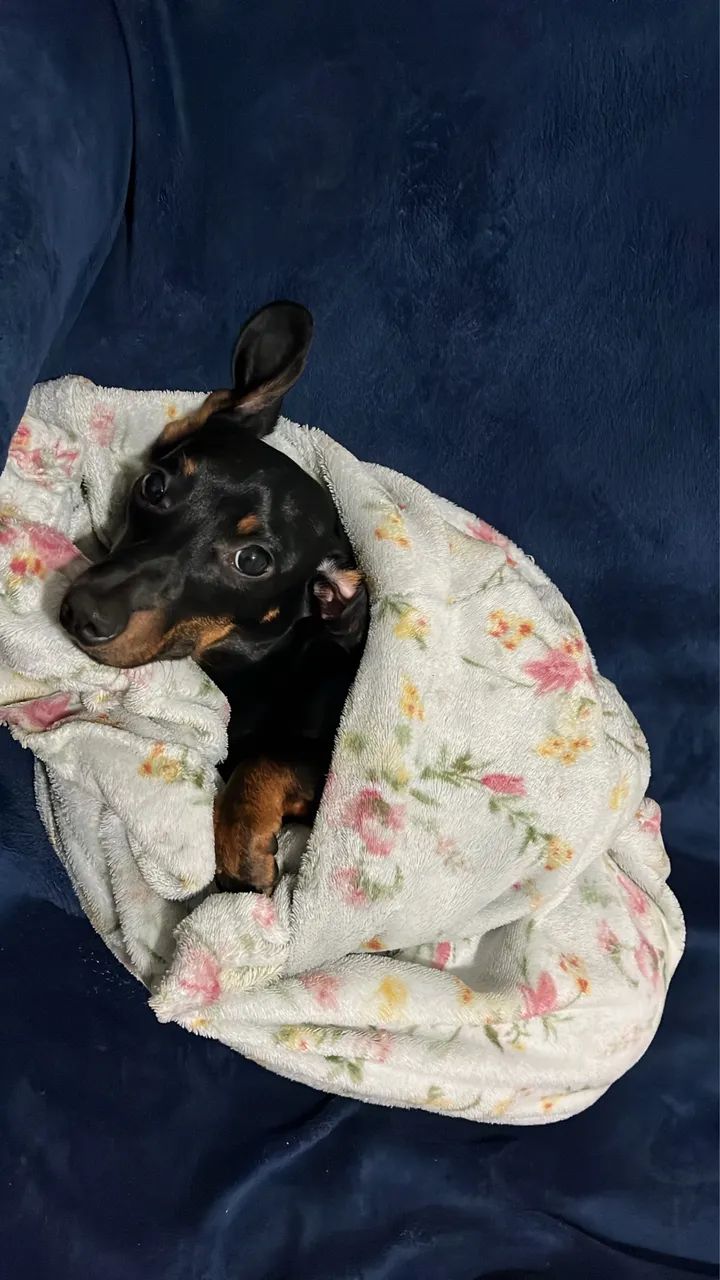 Dachshund - Foto 2