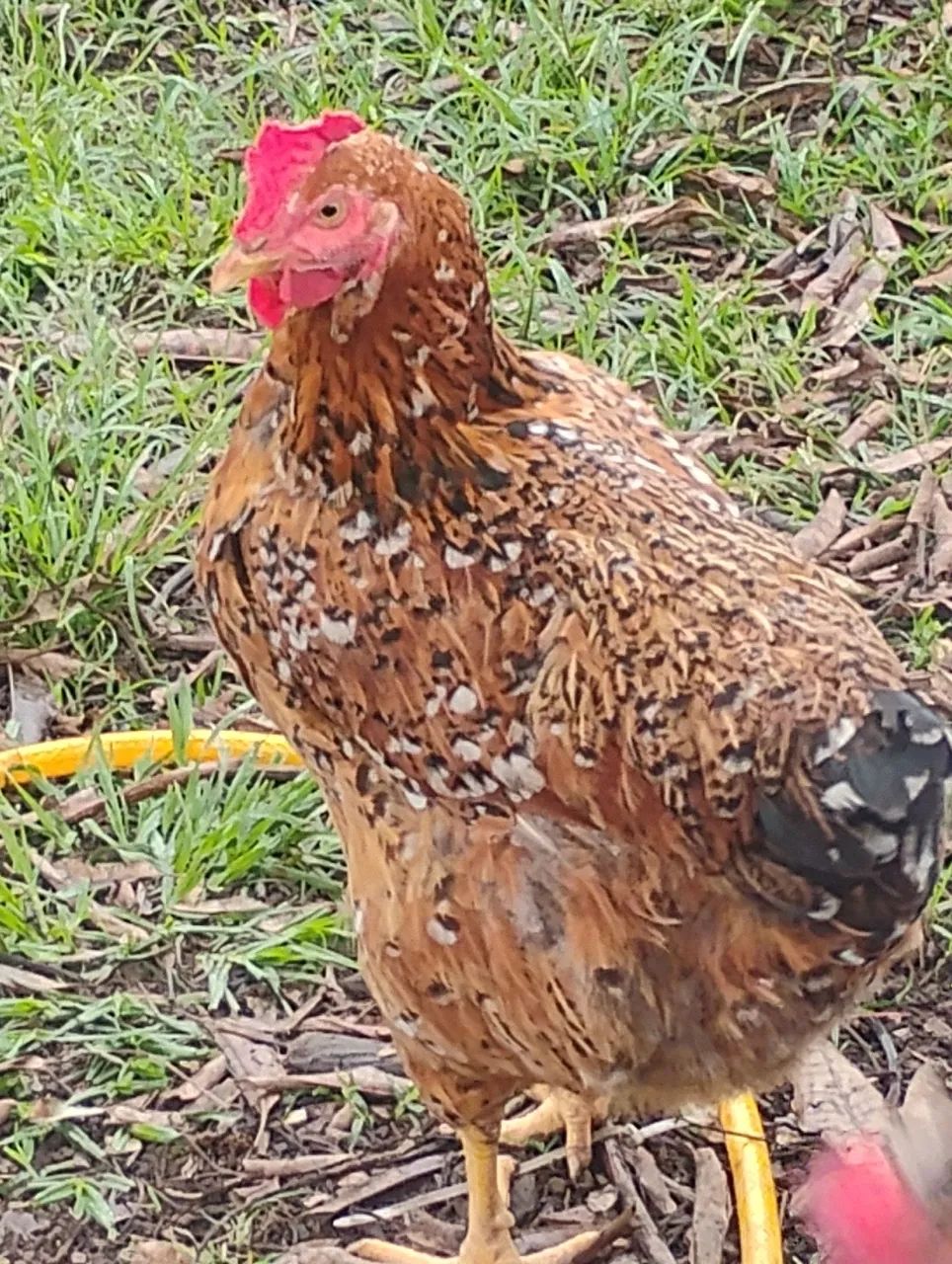 Aves 