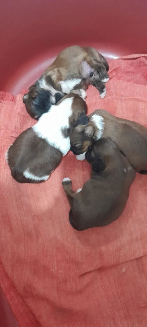 Vendo lindos shih-tzu  - Foto 2