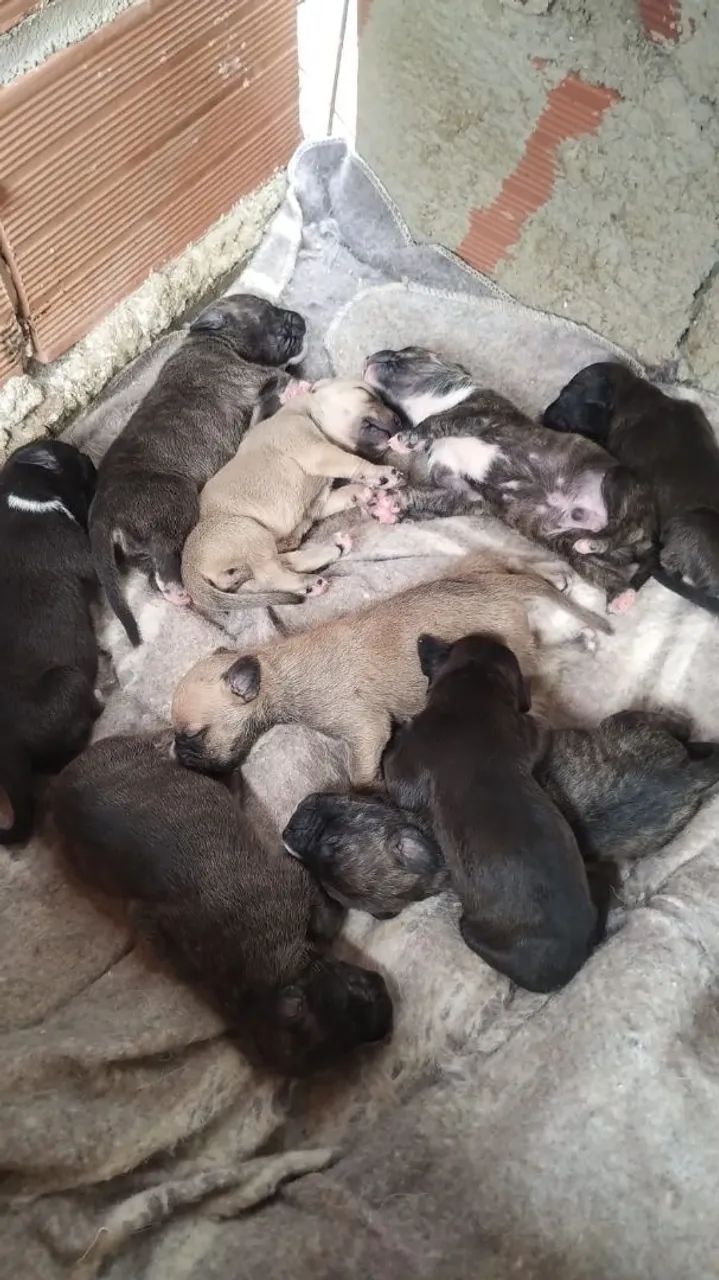 pit bull 
