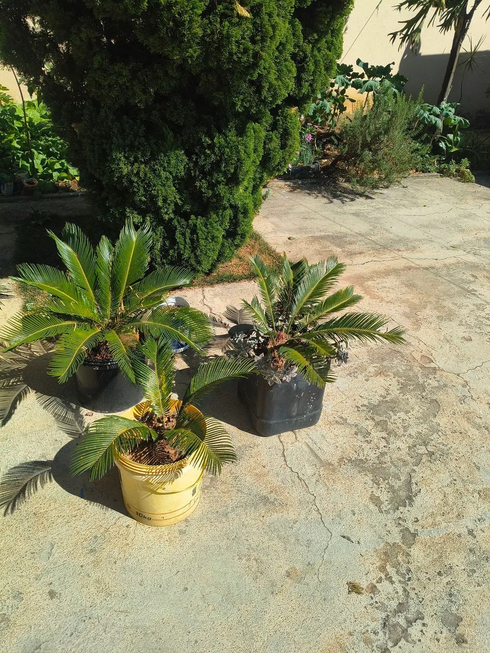 Cica - Foto 2