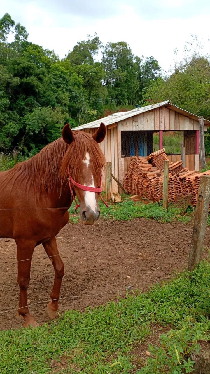Vendo cavalo  - Foto 5