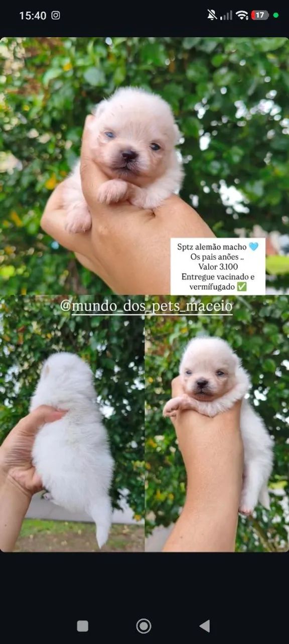 Sptz alemão machos disponível, os pais anões .. - Foto 3