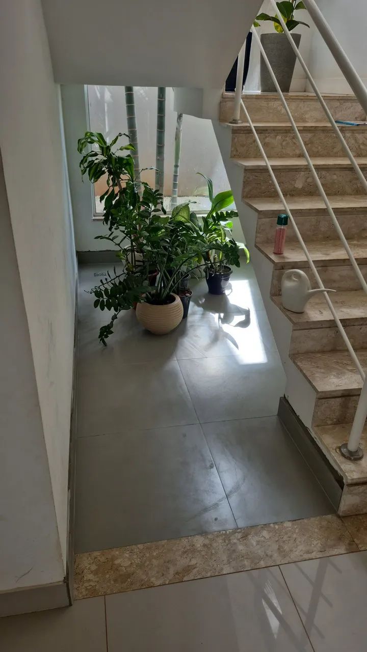 Procelanto cinza - Foto 2