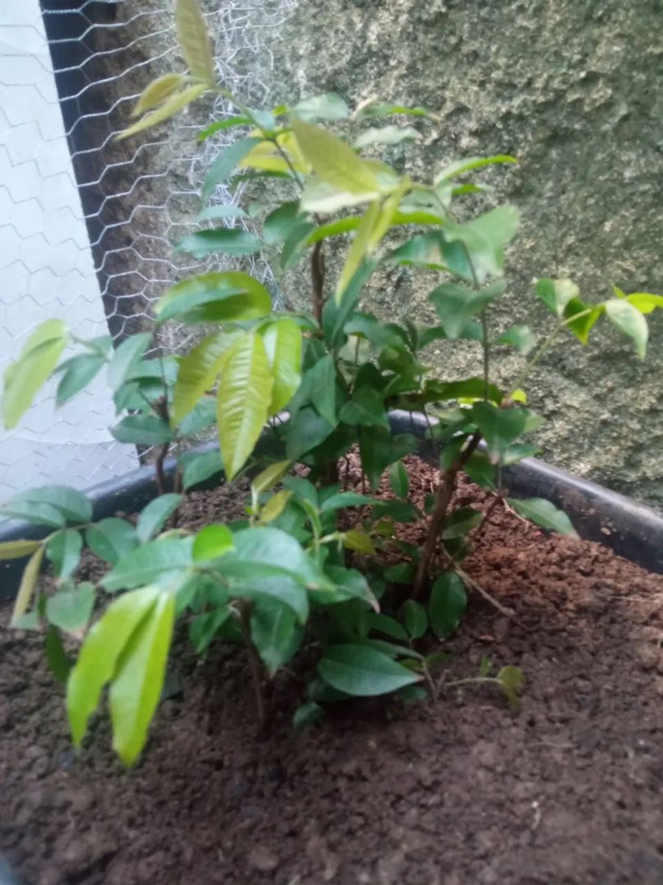 Muda de jabuticaba - Foto 2