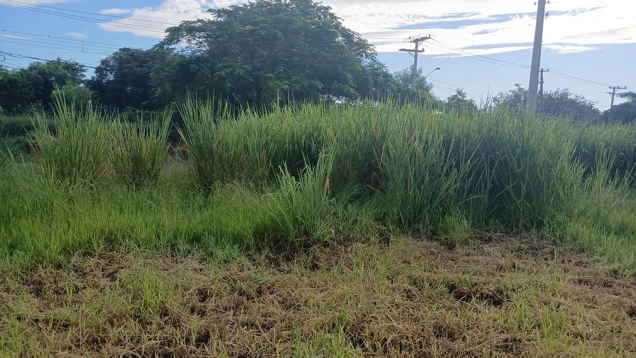 Limpeza de terreno  - Foto 4