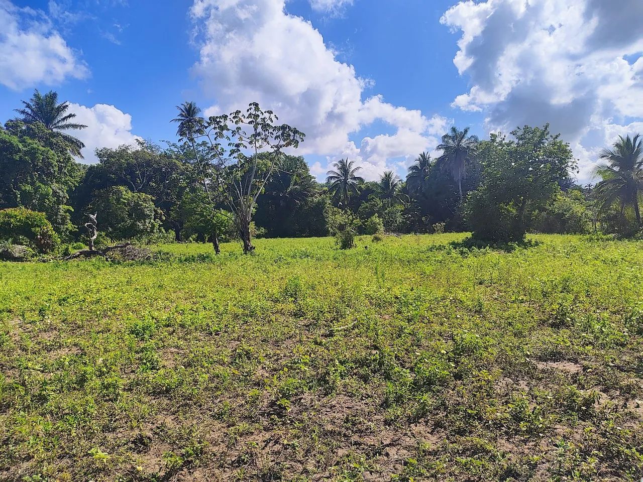 Terreno em ilha de mare - Foto 4
