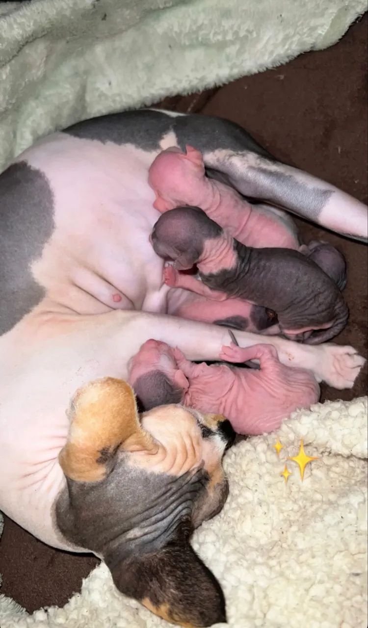 Gatos sem pelo (Sphynx) - Foto 5