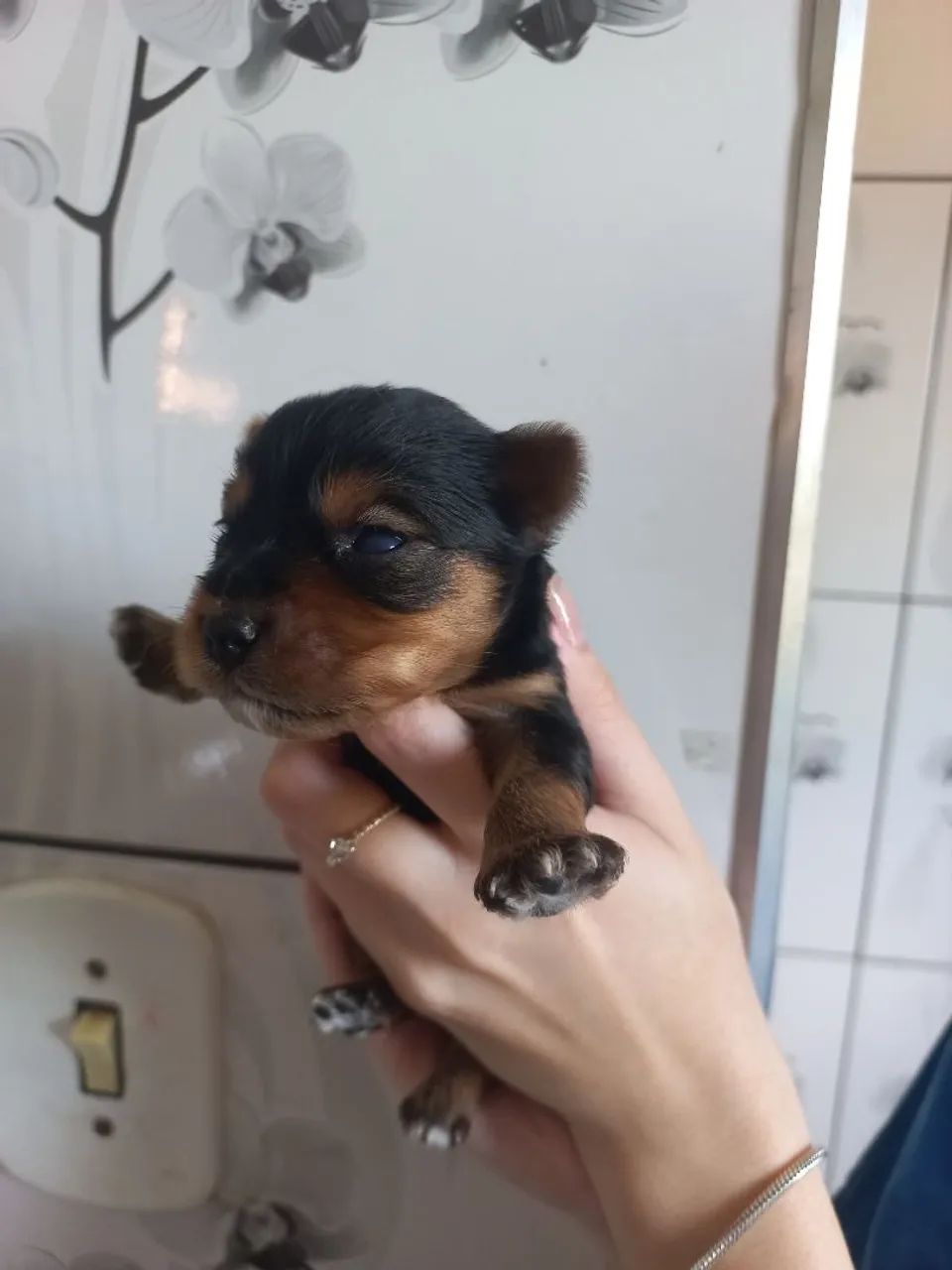 Yorkshire machos fêmeas 