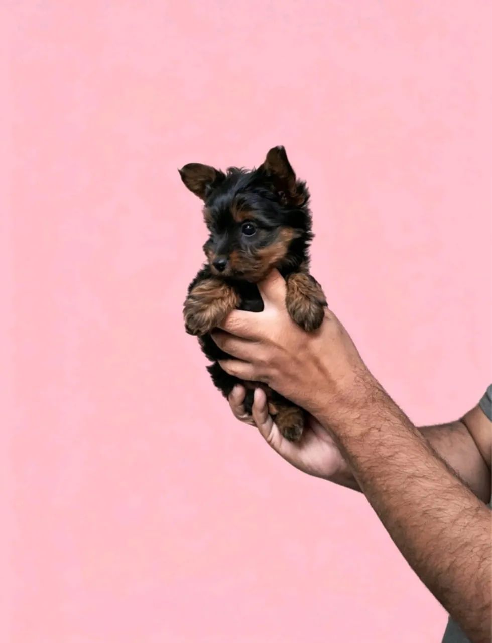 Dogs 