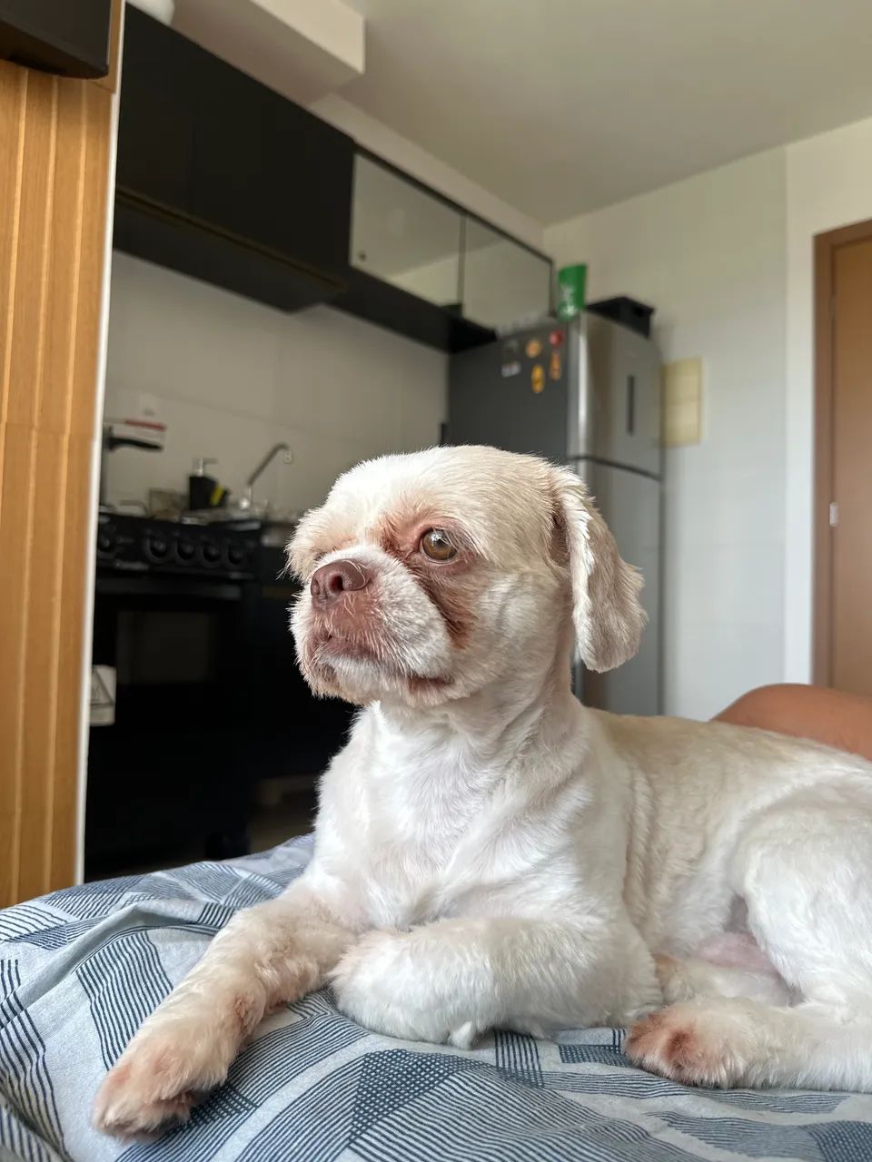 Shitzu procurando namorada